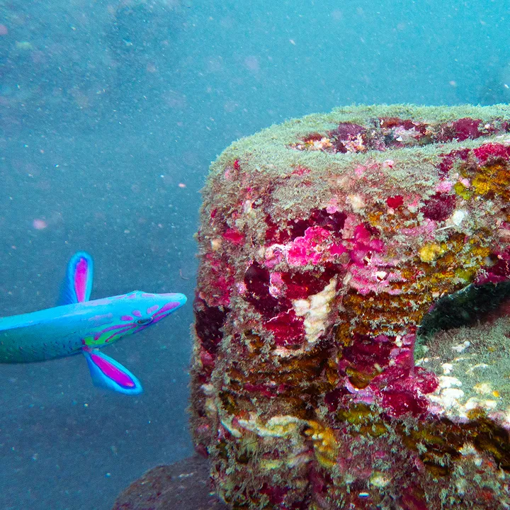 Coral restoration updates underwater