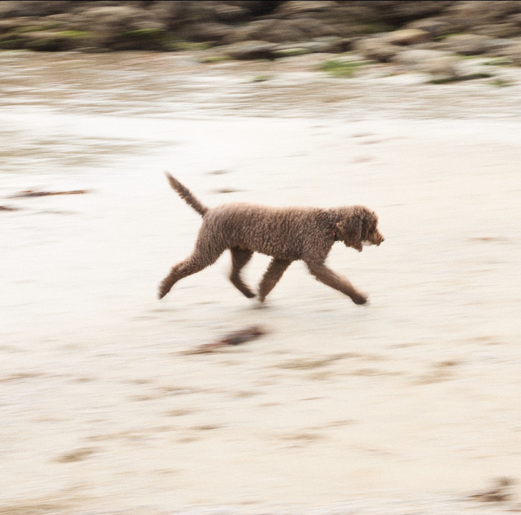 Dog running on the beach