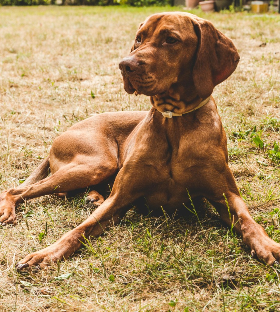 Dog sitting in a field