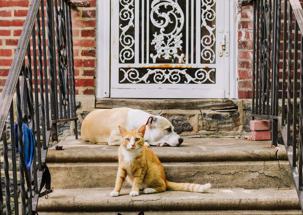Pets resting together outdoors