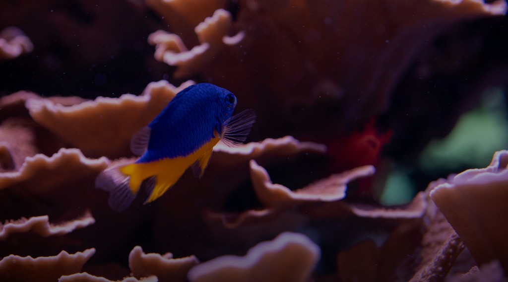 Tropical fish swimming through coral reef