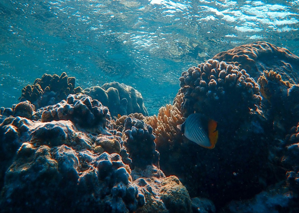 Marine reef viewed from underwater